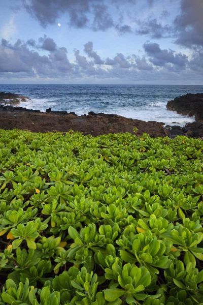 Hawaii, Kauai Plants next to rocky coastline